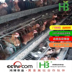 麻红鸡苗 鸡苗脱温 绿壳蛋鸡 白羽鸡苗 绿壳蛋鸡