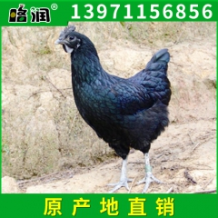 厂家生产优质原产地绿壳蛋鸡 黑羽绿壳蛋鸡黑鸡 湖北绿壳蛋鸡种...