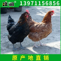 热销推荐江苏常年绿壳蛋鸡种鸡 高产绿壳蛋鸡 农家纯种绿壳蛋鸡