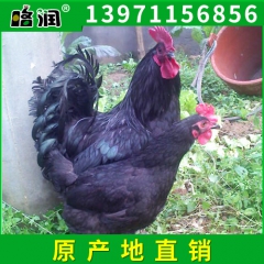 长期供应生态高山绿壳种鸡 优质高产绿壳蛋鸡 纯种农家绿壳蛋鸡