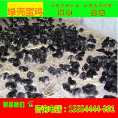 金牛养殖场批发绿壳蛋鸡 鸡苗  商品绿壳蛋鸡