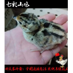 南阳野鸡苗-七彩山鸡