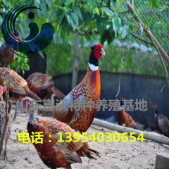 大量出售七彩山鸡苗 脱温鸡苗 成品七彩山鸡