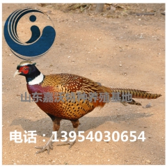 纯粮林下散养七彩山鸡 带尾不剪嘴 毛色鲜亮 数量多 先到先得