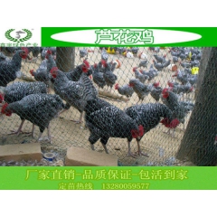 本场常年出售：芦花鸡 贵妃鸡 珍珠鸡 七彩山鸡 绿壳蛋鸡等禽...