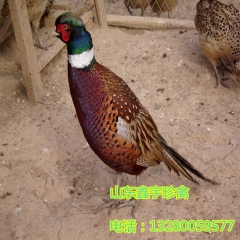 出售出壳野鸡苗 脱温野鸡 成年商品七彩山鸡 量大包回收 包运...
