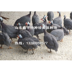 大量供应：珍珠鸡 七彩山鸡 斗鸡 元宝鸡等