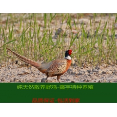 常年出售纯粮食喂养七彩山鸡 山鸡苗 成品七彩山鸡