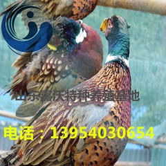 供应活体野鸡 七彩山鸡 野鸡苗 脱温七彩山鸡苗 两个月 7-...