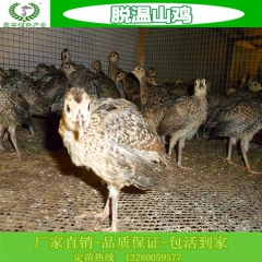 珍禽养殖场  出售珍珠鸡 七彩山鸡 贵妃鸡 五黑鸡鸡苗 各1...