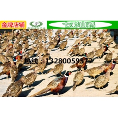 供应白条七彩山鸡 现抓现杀 速冻 发货速度快 保证新鲜 大量...