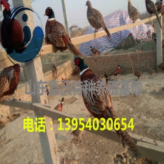养殖七彩山鸡 七彩山鸡价格 一只七彩山鸡能赚多少钱