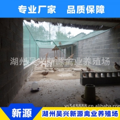 专业生产 野鸡苗七彩山鸡 美国七彩山鸡苗 野鸡七彩山鸡苗批发