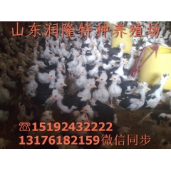 优质贵妃鸡成品鸡 脱温贵妃鸡苗 七彩山鸡 绿壳蛋鸡 元宝鸡出...