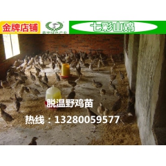 供应出售七彩山鸡 均重2.8斤 零售 批发 包回收 包运输伤...