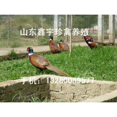 纯粮食喂养七彩山鸡 野山鸡 山鸡苗 全网热卖 批发价格销售