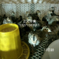 野鸡 七彩山鸡 雉鸡 土鸡 柴鸡苗批发 量大从优