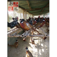 【南山龙凤】供应七彩山鸡，成品公鸡，量大优惠