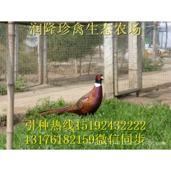 常年销售特种珍禽七彩山鸡 野山鸡养殖技术 山鸡蛋多少钱