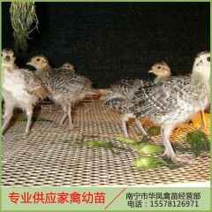 厂家直销 原生态合七彩山鸡苗 绿色养殖七彩山鸡 南宁小山鸡幼...