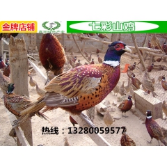 七彩山鸡公鸡多少钱一只 大量出售商品七彩山鸡 活体宰杀 观赏...