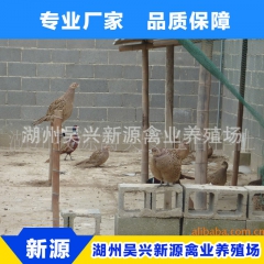 专业批发 野鸡苗山鸡苗 野鸡苗七彩山鸡 七彩野山鸡苗价格优惠