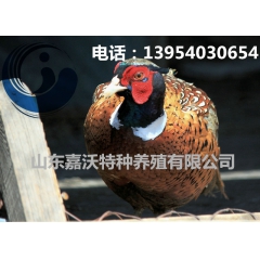 大量出售七彩山鸡 商品野鸡 山鸡苗
