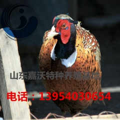 山东七彩山鸡养殖 批发出售七彩山鸡 七彩山鸡苗 养殖成本及利...