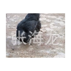 *供应销售 山鸡苗 野山鸡苗 七彩山鸡