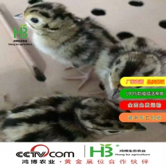 纯种七彩山鸡销售 七彩山鸡鸡苗销售 养殖七彩山鸡