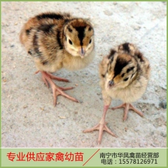 厂家直销 七彩山鸡苗幼崽 专业提供七彩山鸡苗现货 南宁七彩山...