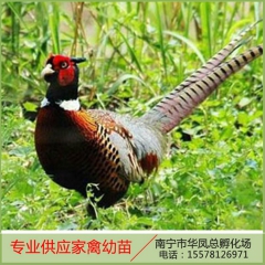 厂家直销 绿色养殖七彩山鸡 散养七彩山鸡种苗供应 南宁山鸡种...