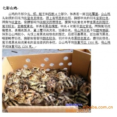 七彩山鸡、山鸡种苗（野鸡苗）、广东最大珍禽动物种苗养殖场