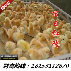供应百日红鸡苗 乌骨鸡苗 国虹二代  七彩山鸡 贵妃鸡免邮