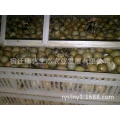飞禽山鸡 七彩山鸡 公司批发纯种美国七彩山鸡种苗 孵化山鸡雏...