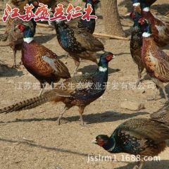 批发山鸡苗野鸡 野鸡生态农庄散养野鸡 量大优惠特种养殖七彩山...