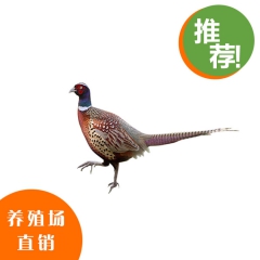 公野鸡七彩山鸡 特价鲜活2-2.3斤 热卖批发养殖场直供