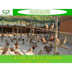 生态人工养殖 七彩山鸡 野鸡肉 新鲜现杀酒店供应