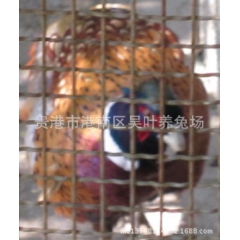 农村合作社养殖  七彩山鸡  仿野生养殖 品质保证 现货特价