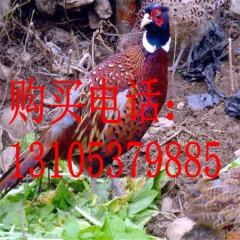 七彩山鸡，山鸡鸡苗价格，批发七彩山鸡，脱温鸡苗多少钱一只