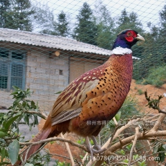 广西七彩山鸡 柳州七彩山鸡 柳州山鸡鸡苗 批发上广西走山公司