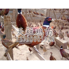 七彩野山鸡鸡苗 供应鸡苗 七彩山鸡 天柱鸡苗