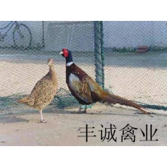 批发管理最简便、抗病力最强、良种七彩山鸡