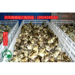 无锡野山鸡苗有多少只一批