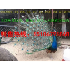 徐州养殖孔雀效益 丰县商品孔雀多少钱一只