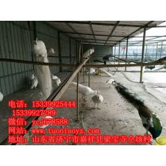 哪里有卖成年孔雀联系电话多少钱