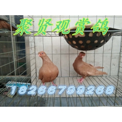 燕子鸽，金鱼鸽，麻背鸽，栏杆鸽，墨环鸽，