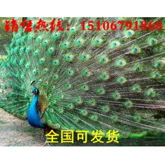 威海蓝孔雀价格 石家庄养殖孔雀技术
