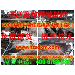 河南孔雀养殖效益 湖南大量出售孔雀