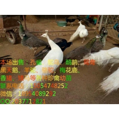 衡阳孔雀养殖一斤孔雀苗价格脱温孔雀苗价格